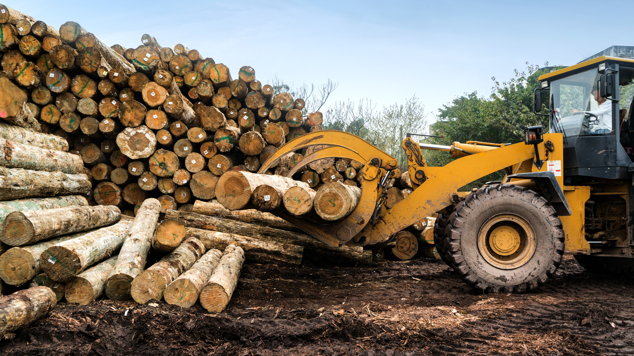 Forklift truck grabs wood in a wood processing plant
